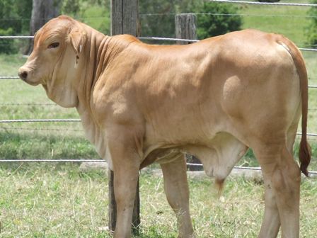Alison-VV Ripper Calf @  3 weeks